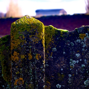 Une clôture de béton recouverte de mousse - Belgique  - collection de photos clin d'oeil, catégorie clindoeil